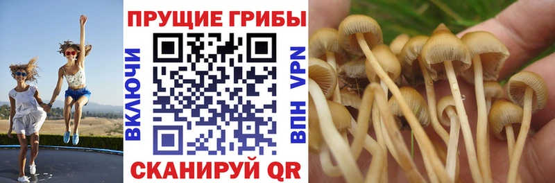 как найти закладки  Сасово  Галлюциногенные грибы прущие грибы 
